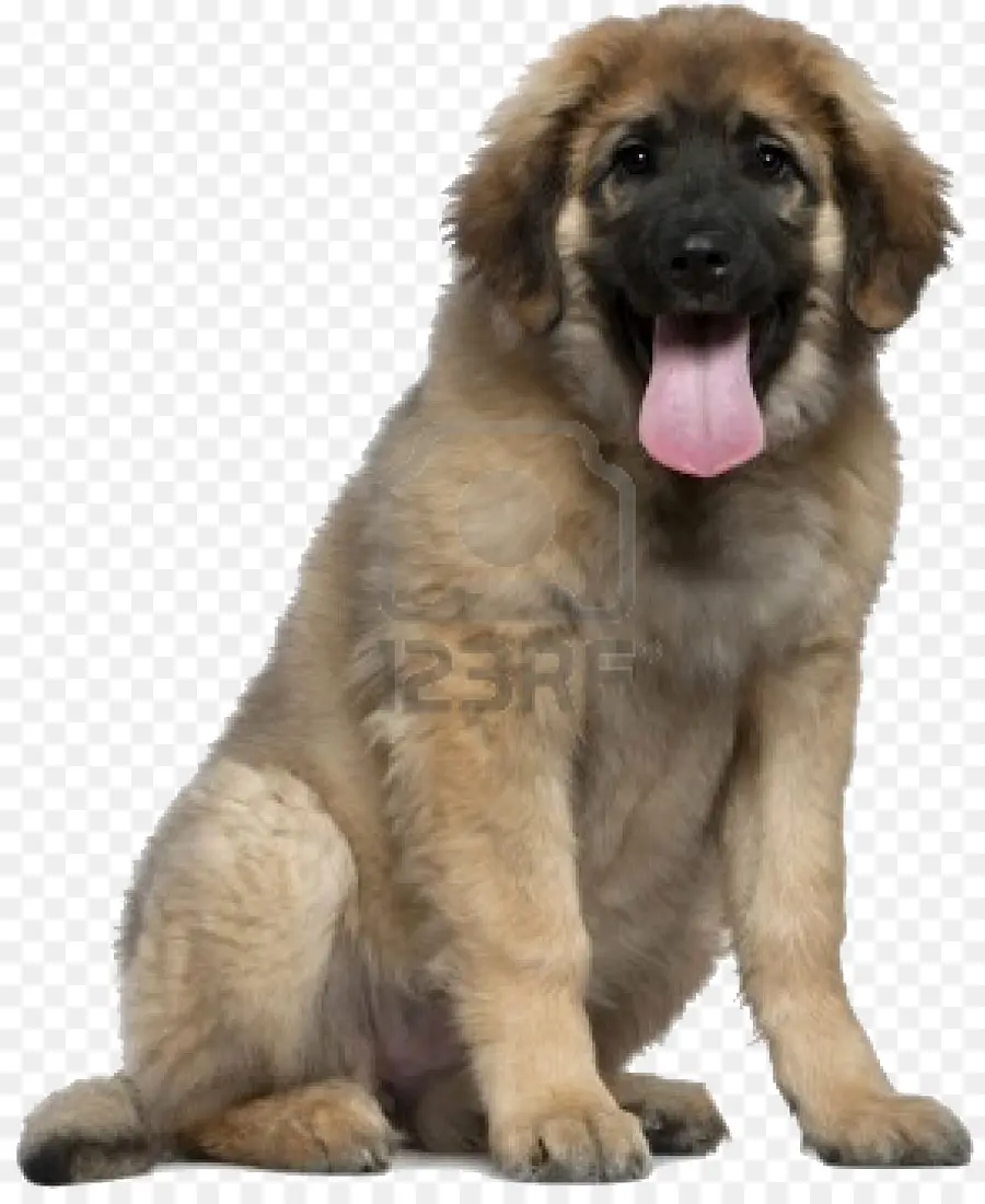 Chiot，Chien PNG