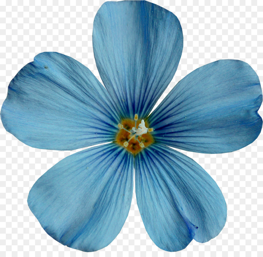 Fleur，Bleu PNG