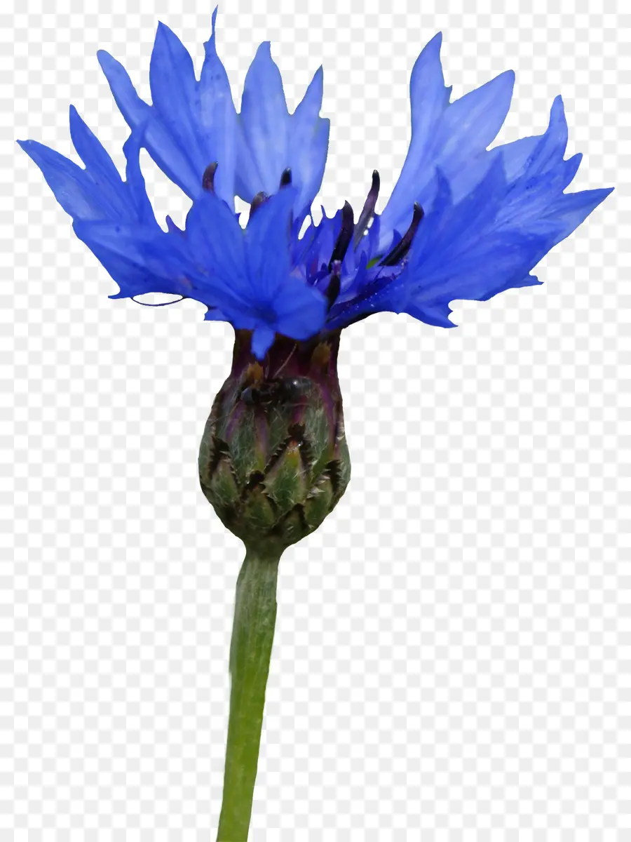 Fleur Bleue，Pétales PNG