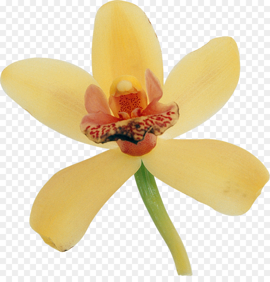 Orchidée，Usine PNG