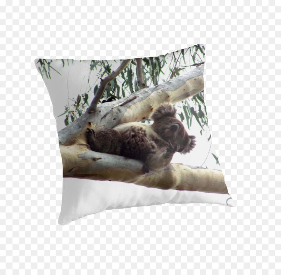 Koala，Lancer Des Oreillers PNG