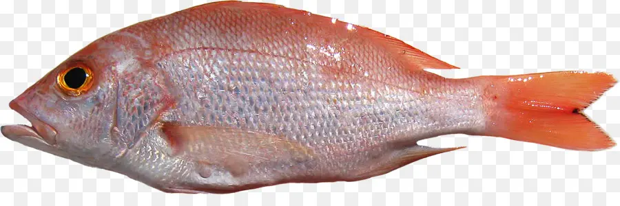 Vivaneau Rouge Du Nord，Poisson PNG