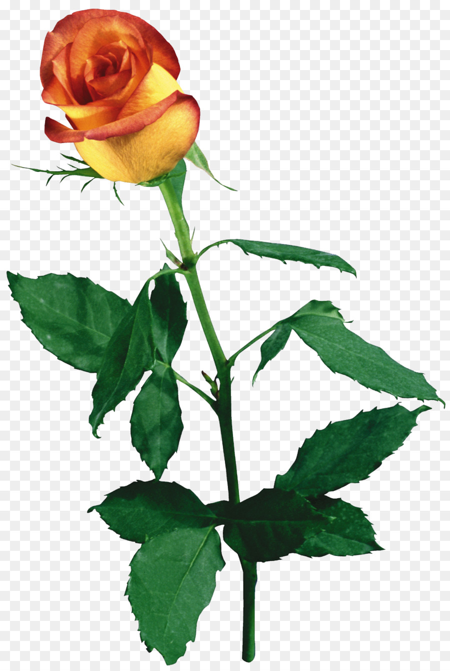 Roses De Jardin，Fleur PNG
