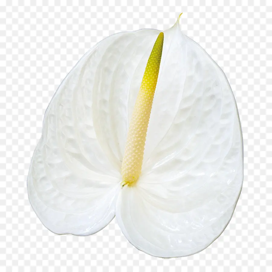 Fleur，Blanc PNG