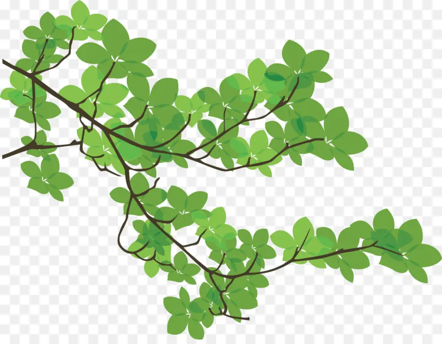 Branche，Feuille PNG