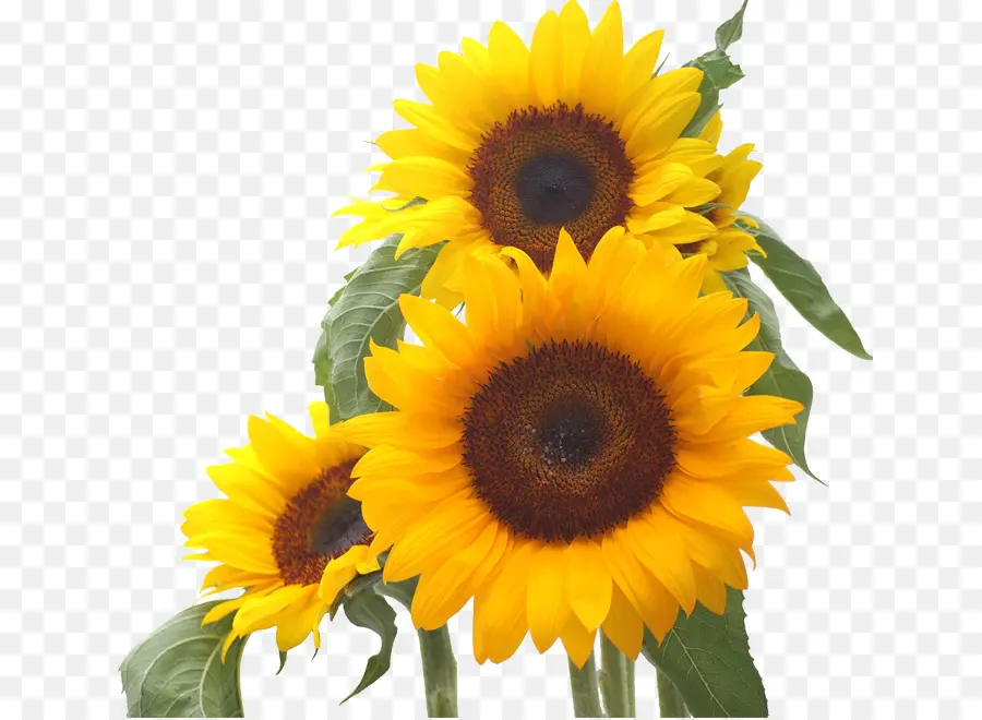 Tournesols Jaunes，Nature PNG