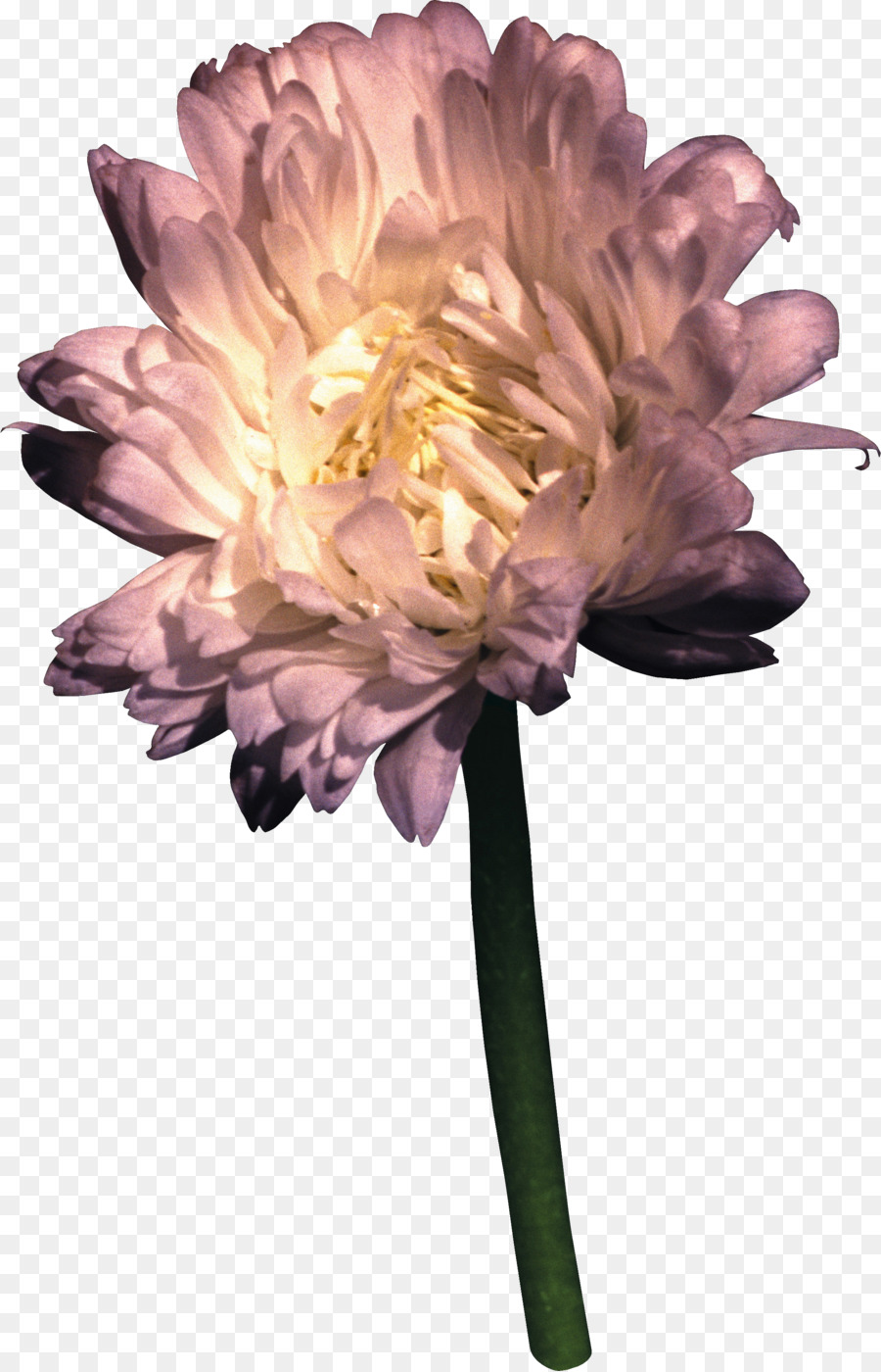 Fleur，Les Fleurs Coupées PNG