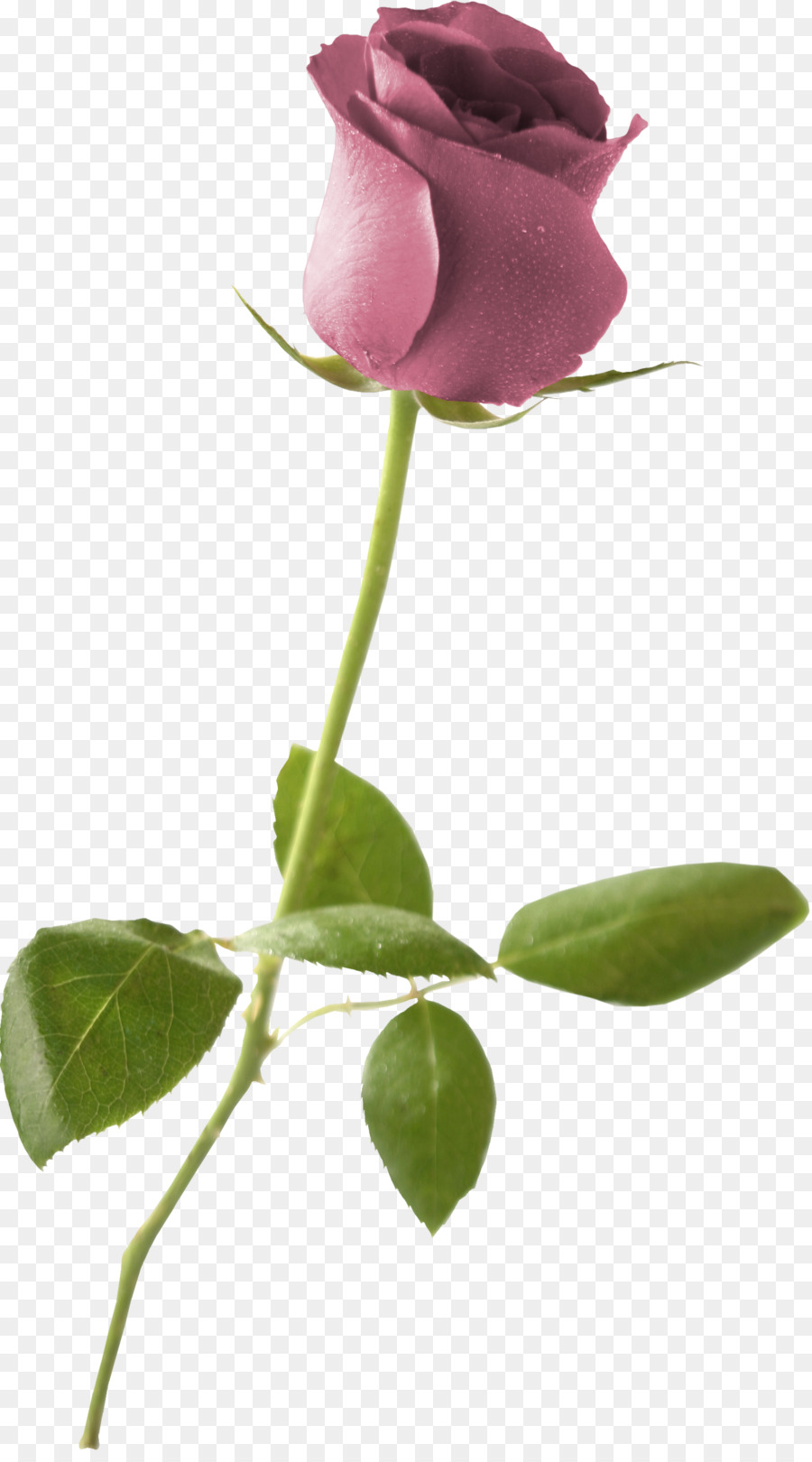 Rose Rose，Floraison PNG