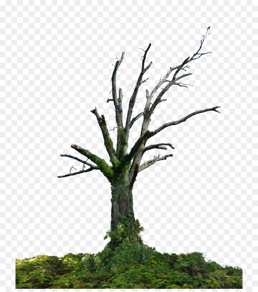 Vieux Tronc D'arbre，Tronc PNG