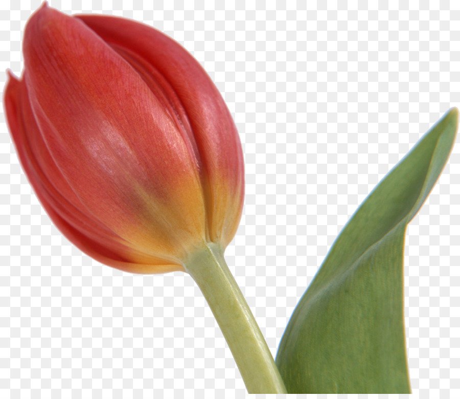 Tulip，Les Fleurs Coupées PNG