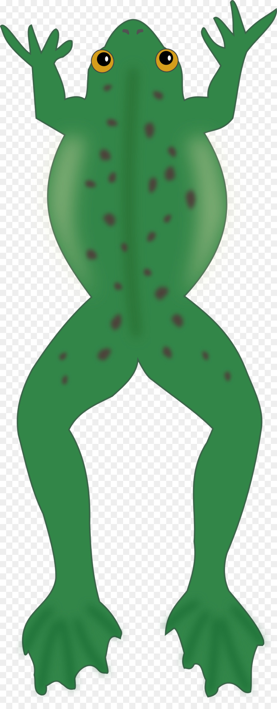 Grenouille Verte，Amphibie PNG