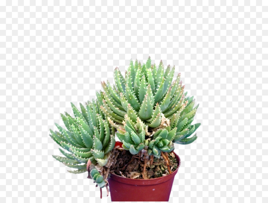 Plante Succulente，Vert PNG