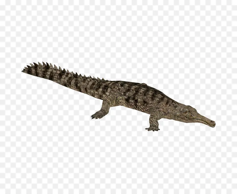 Gavial，Reptile PNG