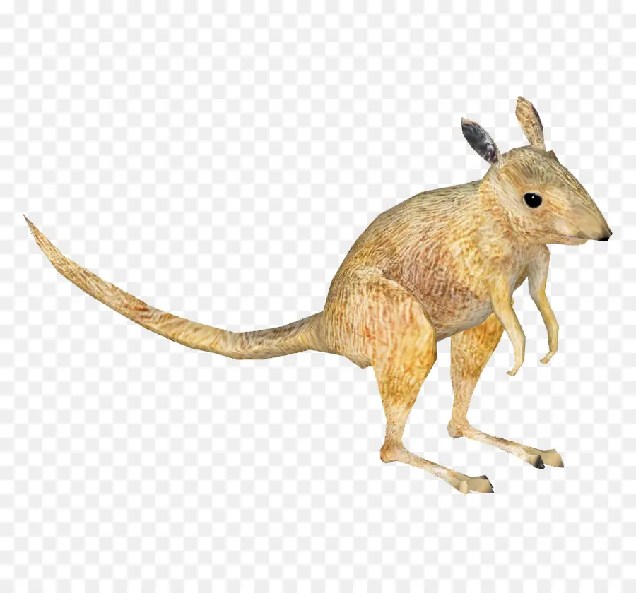 Kangourou，Marsupial PNG