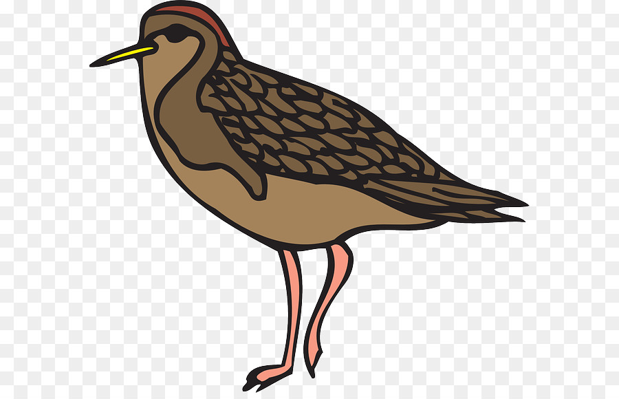 Oiseau，Plumes PNG