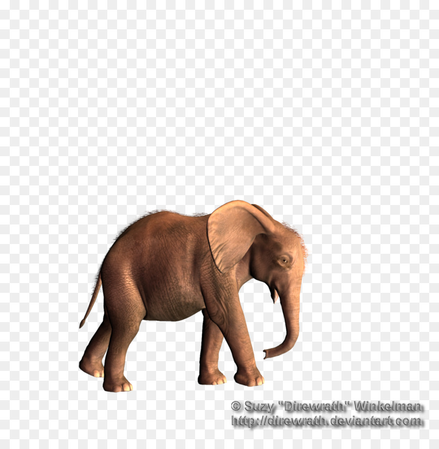 L éléphant D Afrique，L éléphant PNG