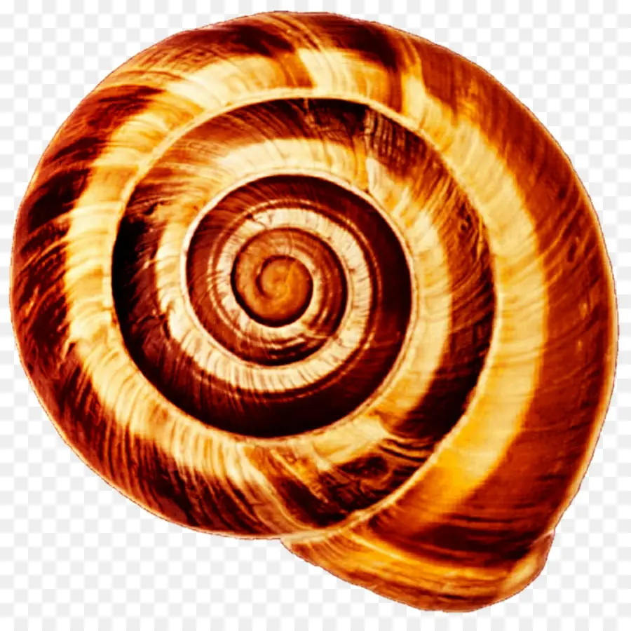 Gastéropodes Shell，Escargot PNG