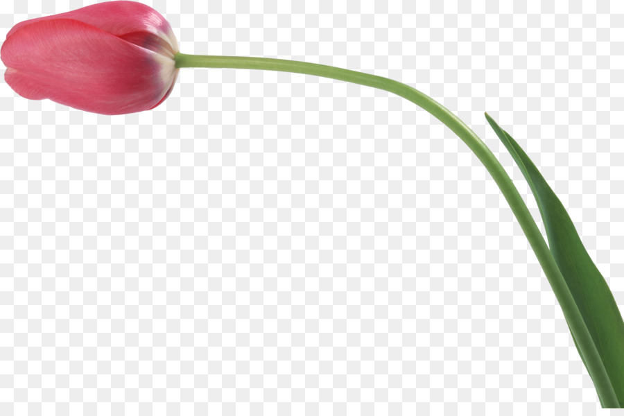 Tulipe，Usine PNG