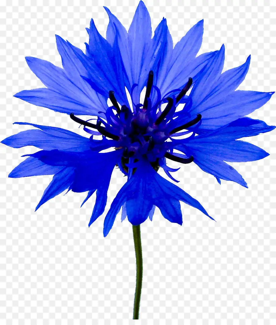 Fleur，Bleuet PNG