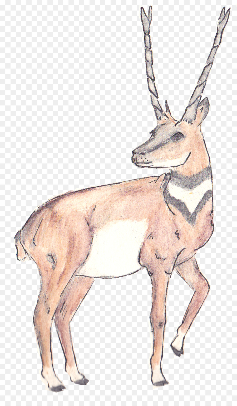 Cerf，Le Cerf Porte Musc PNG