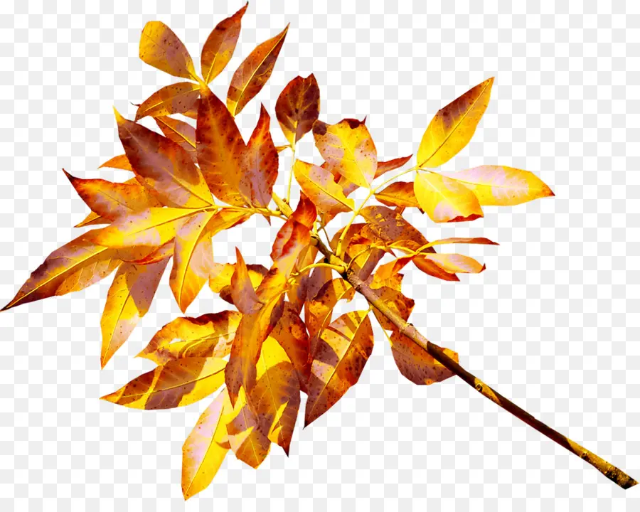 Feuilles D'automne，Feuilles PNG