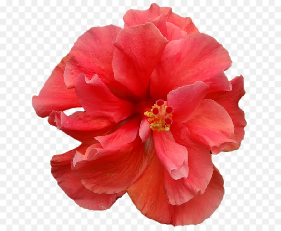 Camellia Japonaise，Usine PNG