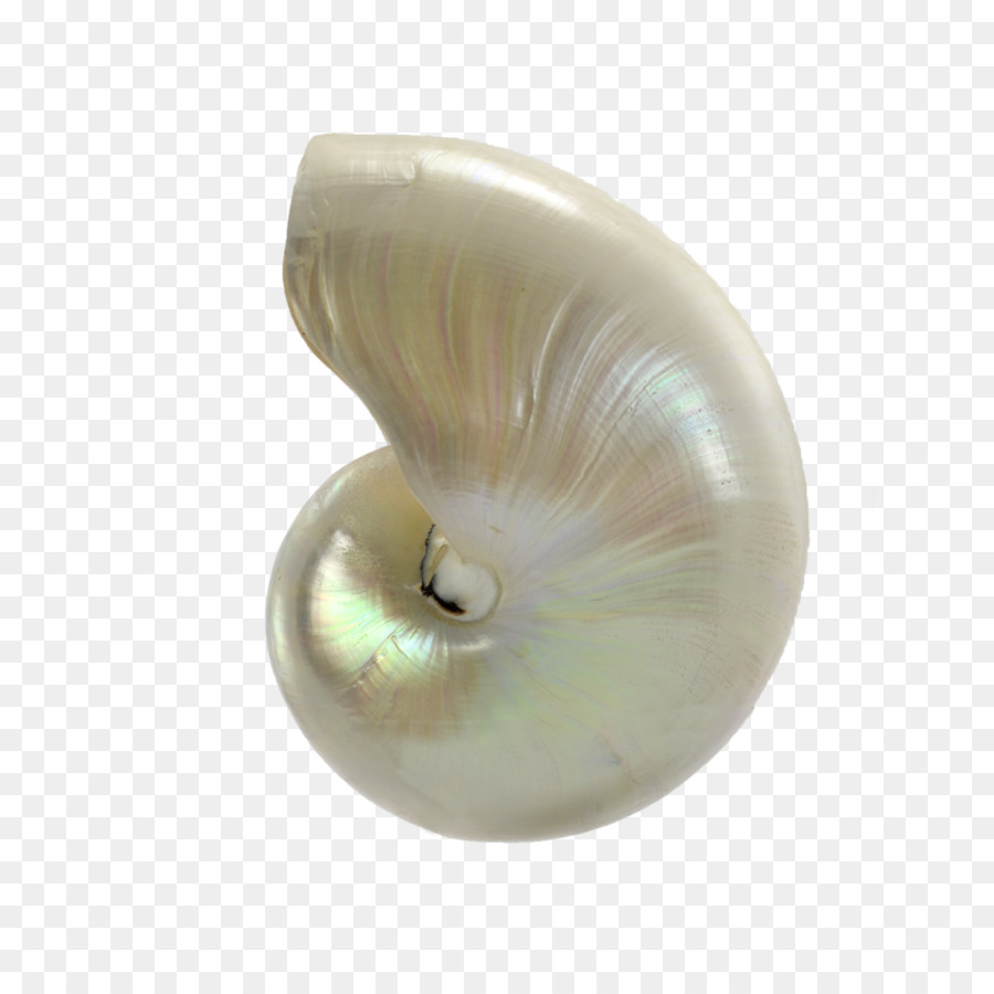 Coquille De Nautilus，Mer PNG