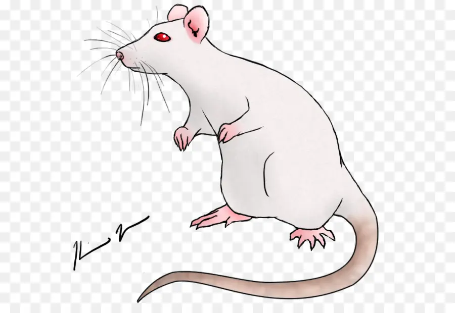 Rat Blanc，Rat PNG