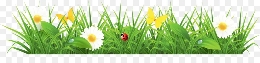 Herbe Avec Des Fleurs，Fleurs PNG