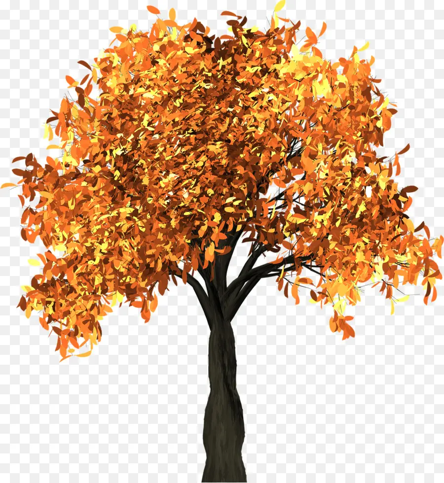 Arbre D'automne，Feuilles PNG