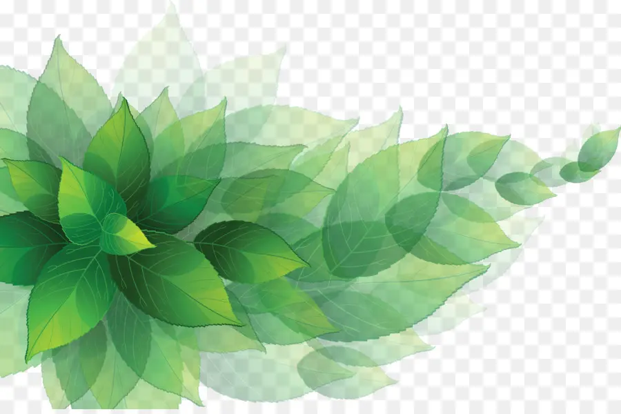 Feuilles，Vert PNG