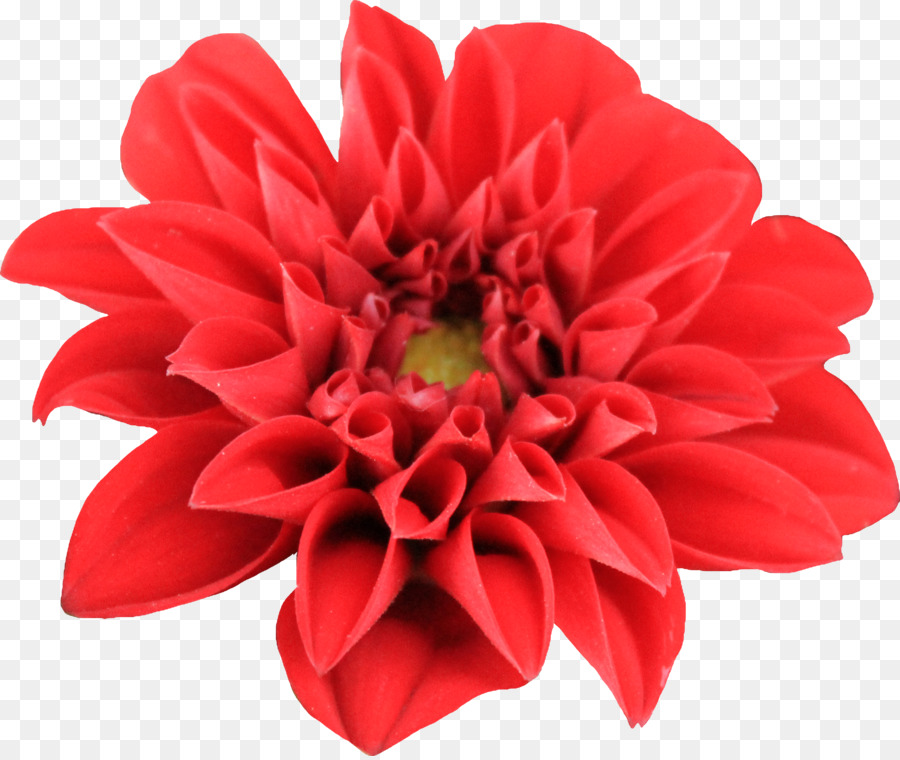 Fleur，Rouge PNG