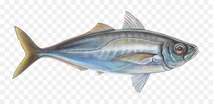 Les Poissons，Thunnus PNG