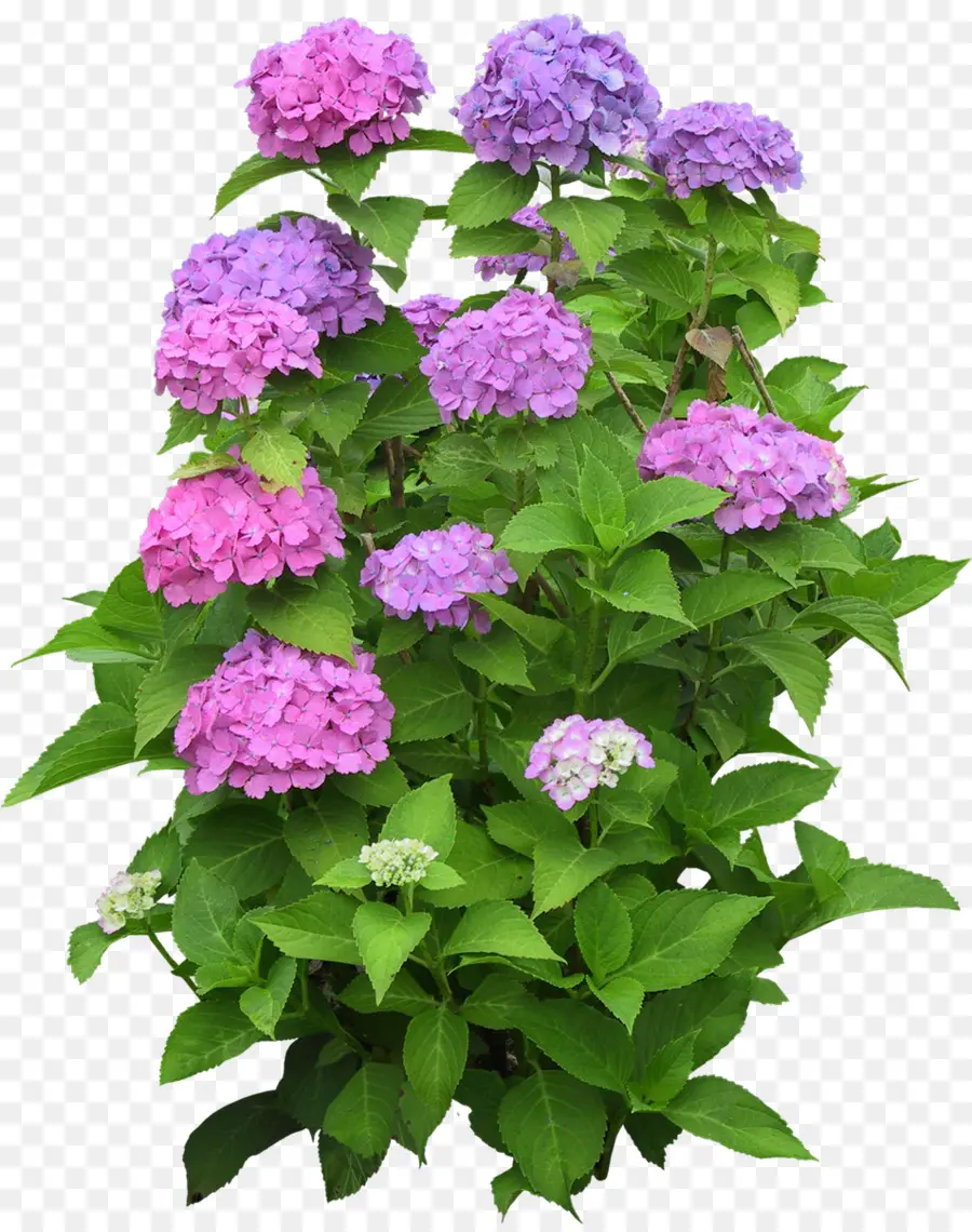 Fleurs Violettes，Hortensia PNG