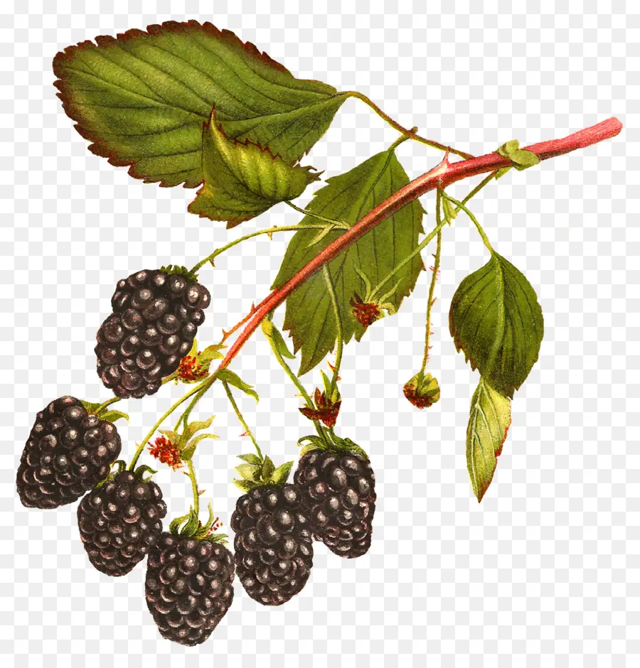 Blackberry，Berry PNG