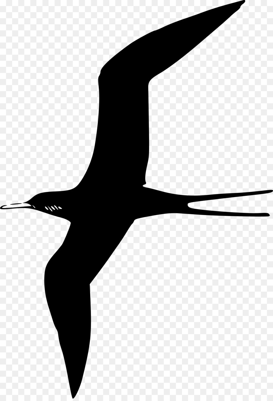 Oiseau，Fragatidae PNG