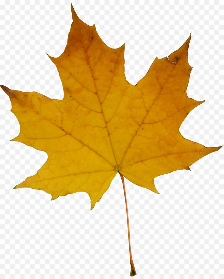 Feuilles D'automne，Automne PNG