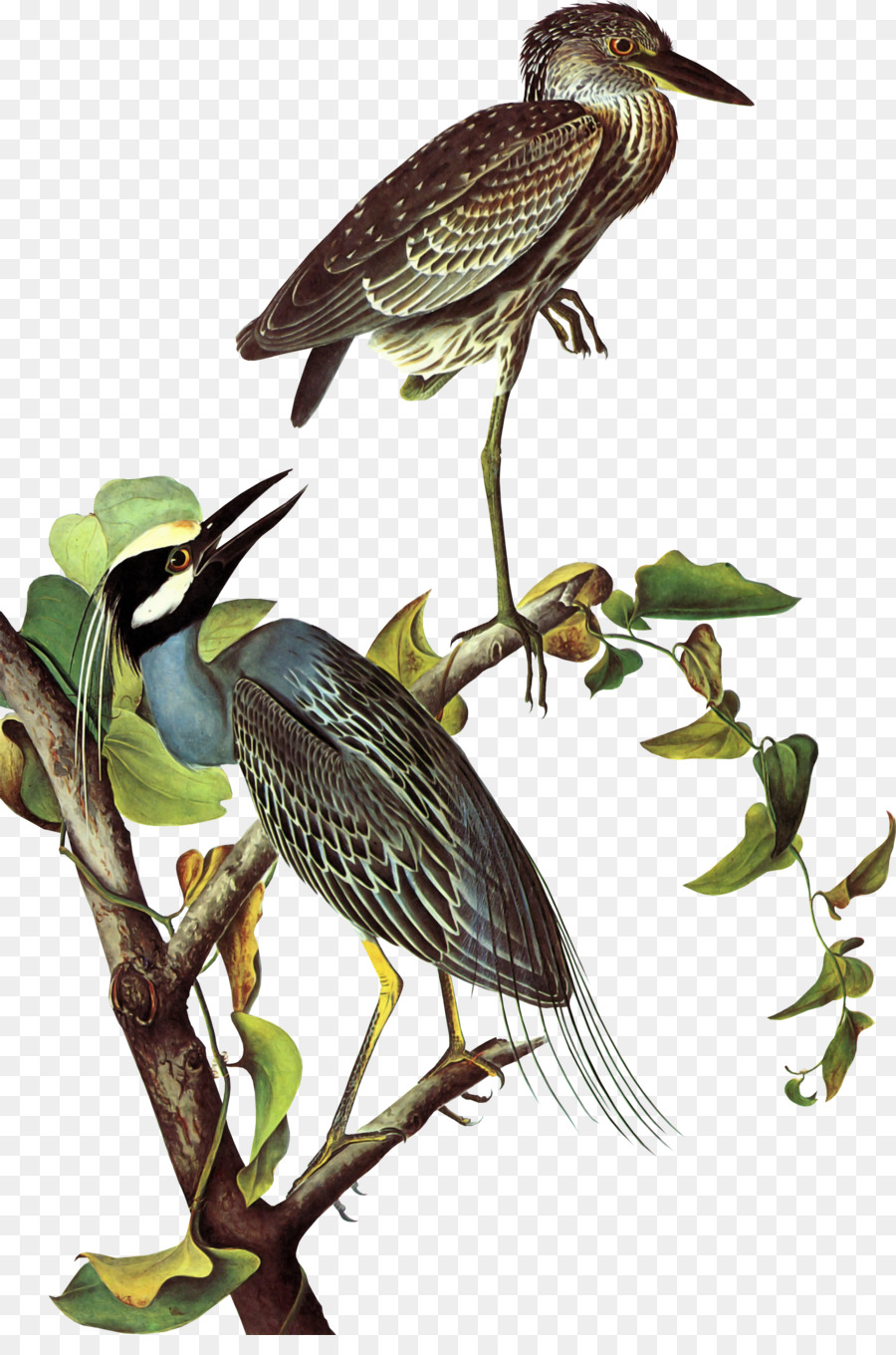 Oiseaux，Arbre PNG