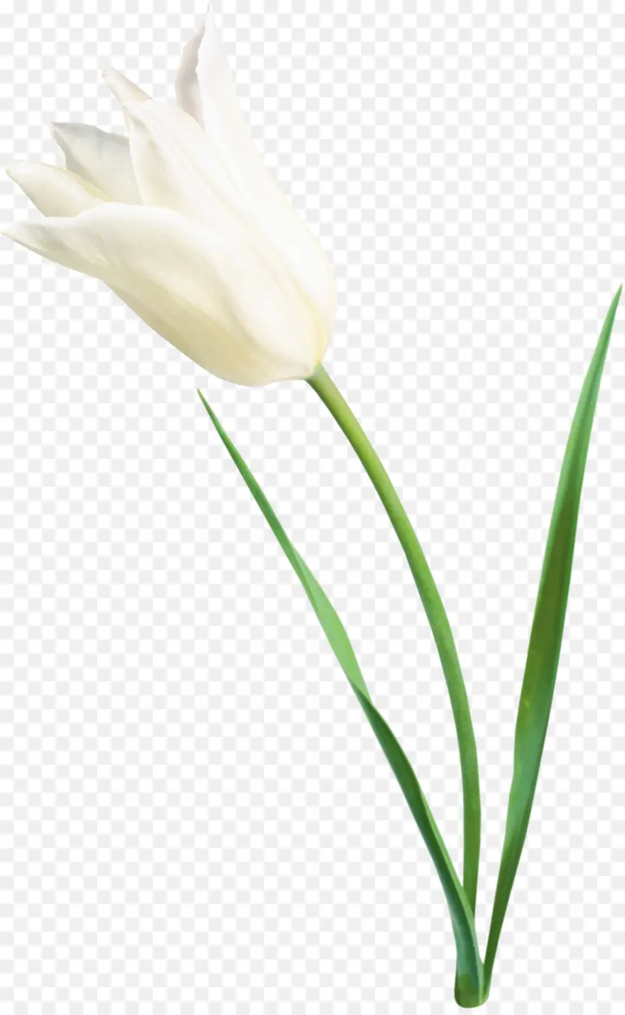 Fleur De Perce Neige，Floraison PNG