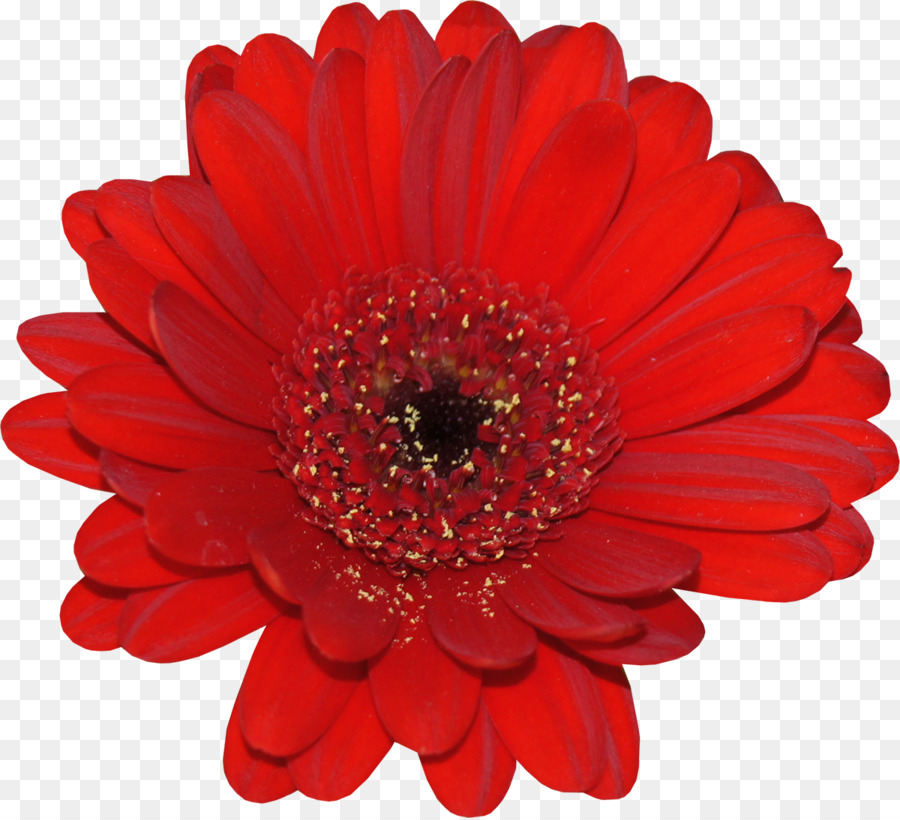 Fleur Rouge，Fleur PNG