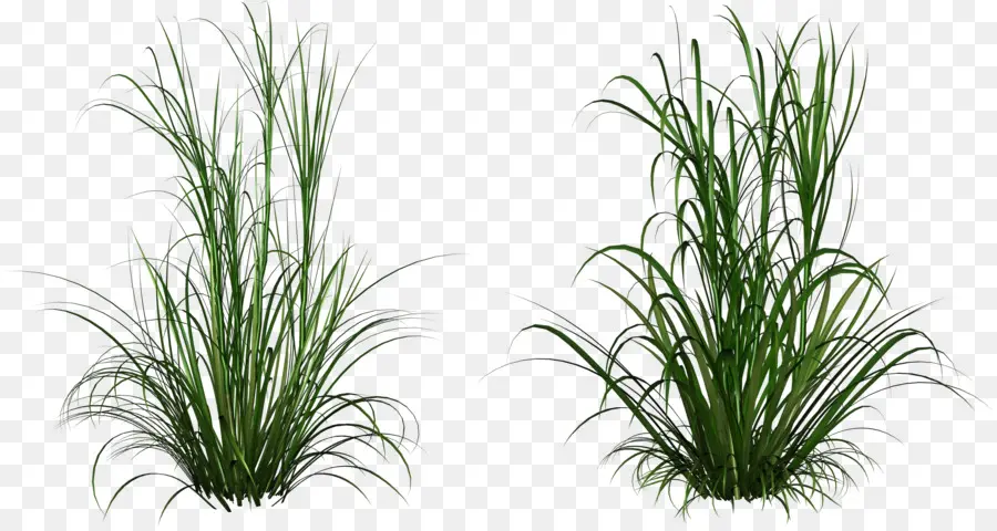 Herbe，Ammophile PNG