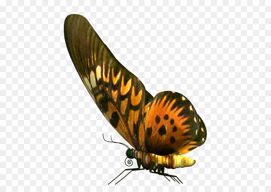 Papillon，Ailes PNG