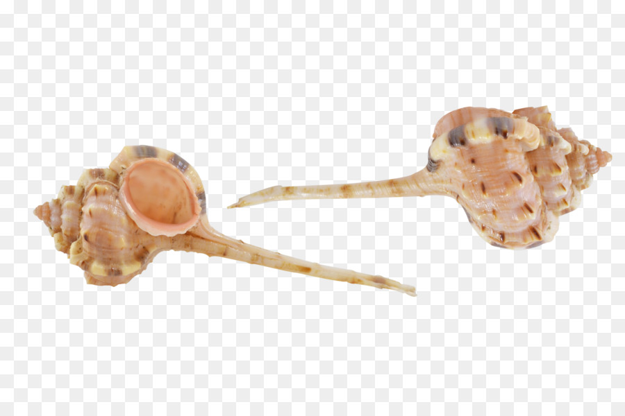 Coquille，Murex PNG