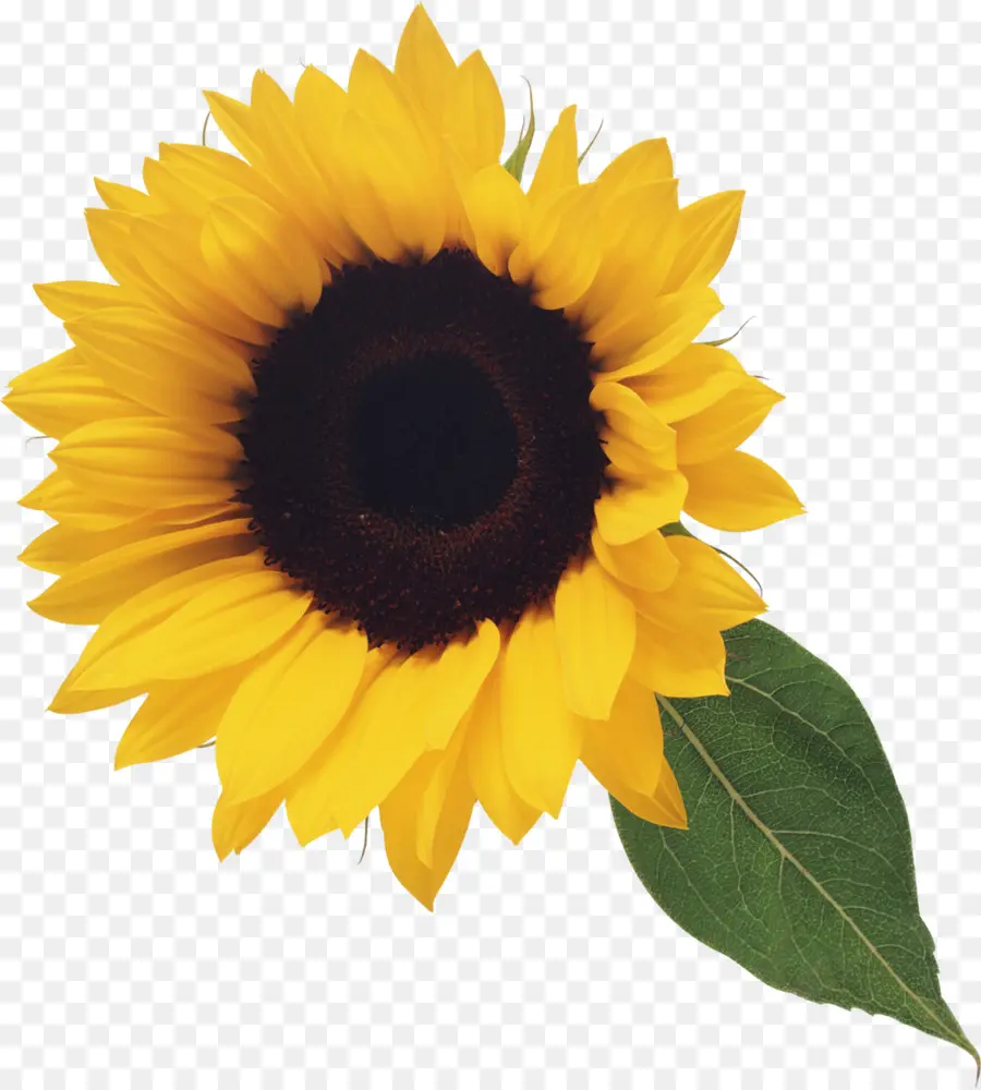 Tournesols Jaunes，Nature PNG