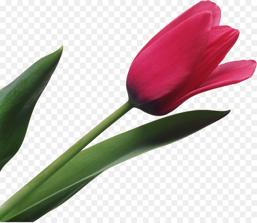 Tulip，Fleur PNG