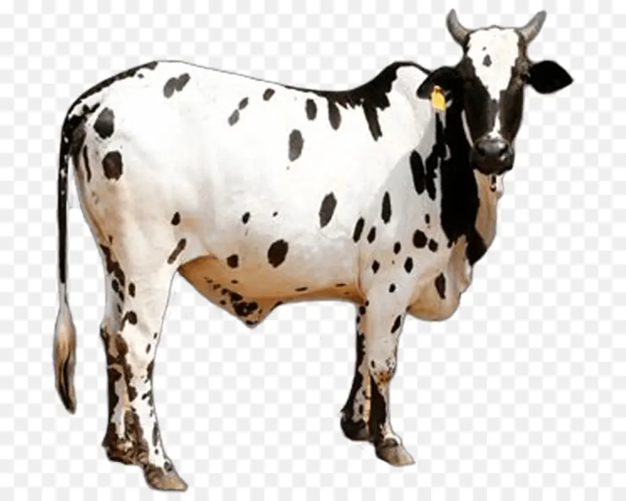 Vache，Bétail PNG