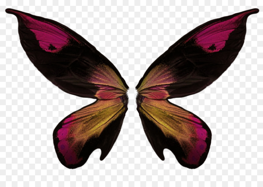 Papillon Coloré，Ailes PNG