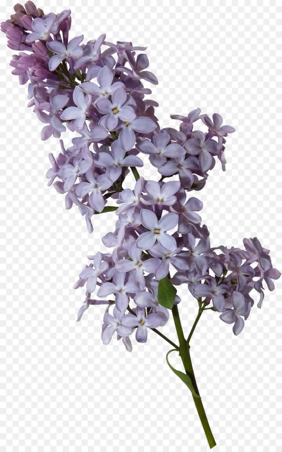 Fleurs Violettes，Fleurir PNG