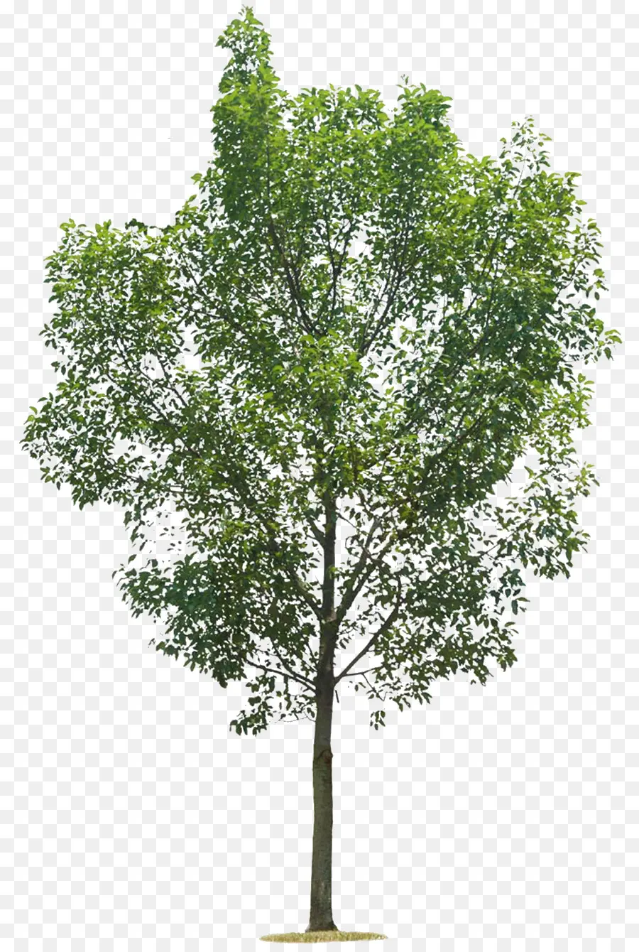 Arbre Vert，Feuilles PNG