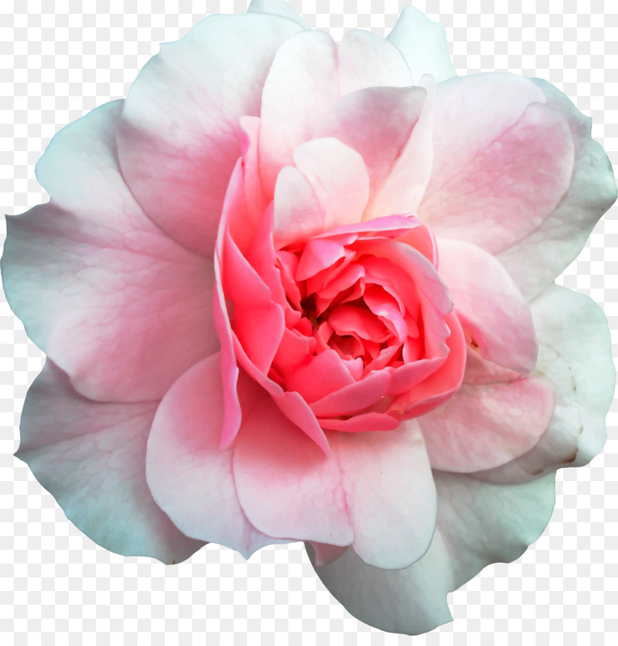 Rose Rose，Fleurir PNG